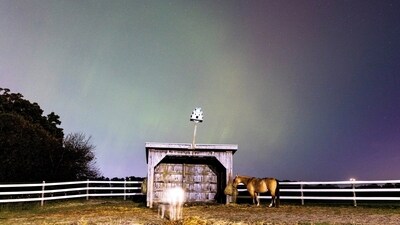 Chase and Waldo the donkey, animals at TEAD Therapeutic Riding Centre, eat hay as the Aurora Borealis, or as they are also known, northern lights, illuminate the sky near Hamilton. (REUTERS)