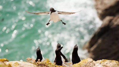 The picture is titled - I am coming. It is setting the ninja mood aptly. (comedywildlifephoto.com) The picture is titled - I am coming. It is setting the ninja mood aptly. (comedywildlifephoto.com)