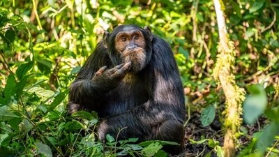 The chimpanzee sat in the wild and had some ruminations and contemplations to attend to. (comedywildlifephoto.com) The chimpanzee sat in the wild and had some ruminations and contemplations to attend to. (comedywildlifephoto.com)