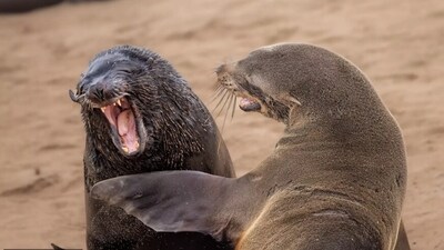 Wish we could have heard the joke too. These seals seem to be having a great laugh! (comedywildlifephoto.com) Wish we could have heard the joke too. These seals seem to be having a great laugh! (comedywildlifephoto.com)