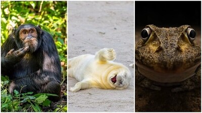 Animals have their own fun in their natural habitats. Be it the dense forests or underwater, animal kingdom can be sometimes too funny to watch. While the animals are busy living their lives, some photographers sneaked in with their cameras and captured the animals at their hilarious best. 2024 Comedy Wildlife Photography Awards competition shared the pictures of the finalists. We selected the best 10 out of the lot. (comedywildlifephoto.com) Animals have their own fun in their natural habitats. Be it the dense forests or underwater, animal kingdom can be sometimes too funny to watch. While the animals are busy living their lives, some photographers sneaked in with their cameras and captured the animals at their hilarious best. 2024 Comedy Wildlife Photography Awards competition shared the pictures of the finalists. We selected the best 10 out of the lot. (comedywildlifephoto.com)