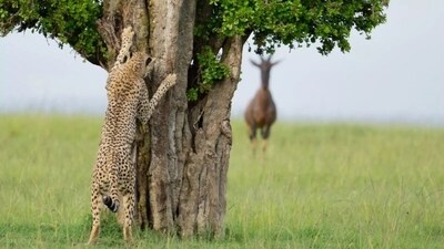 While this might be a hunting tactic, the photo looks like the tiger is hiding behind the tree. (comedywildlifephoto.com) While this might be a hunting tactic, the photo looks like the tiger is hiding behind the tree. (comedywildlifephoto.com)