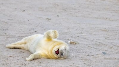 If ‘rolling on floor laughing’ was a picture - this would have been it. (comedywildlifephoto.com) If ‘rolling on floor laughing’ was a picture - this would have been it. (comedywildlifephoto.com)