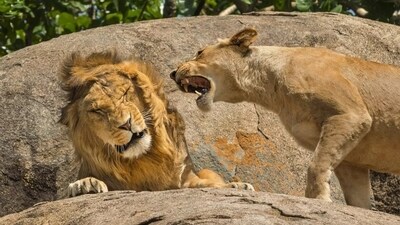 The image is titled - Nagging is an universal concept - quite aptly. (comedywildlifephoto.com) The image is titled - Nagging is an universal concept - quite aptly. (comedywildlifephoto.com)