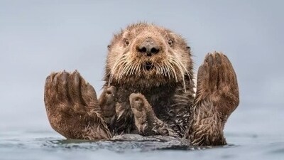 This otter is setting the spiritual mood with the hands in the praying position. (comedywildlifephoto.com) This otter is setting the spiritual mood with the hands in the praying position. (comedywildlifephoto.com)