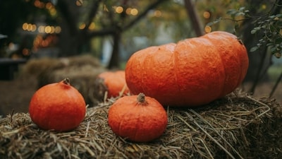 A North Carolina man won $150,000 from a lottery ticket bought with pumpkin sale money. (Pexels) A North Carolina man won $150,000 from a lottery ticket bought with pumpkin sale money. (Pexels)