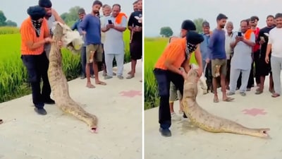 Indian Forest Service (IFS) officer Parveen Kaswan shared the video on X and posed a question to users. (X/@ParveenKaswan) Indian Forest Service (IFS) officer Parveen Kaswan shared the video on X and posed a question to users. (X/@ParveenKaswan)