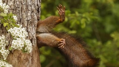 The squirrel seems to be having a difficult time being stuck in the tree. (comedywildlifephoto.com) The squirrel seems to be having a difficult time being stuck in the tree. (comedywildlifephoto.com)