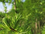Hemlock
