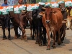Uttar Pradesh Minister Sanjay Singh Gangwar claimed that lying in a cowshed and cleaning it could cure cancer, while stroking a cow’s back could lower blood pressure.