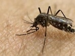 The disease is also called endemic typhus, flea-borne typhus. (HT PHOTO) The disease is also called endemic typhus, flea-borne typhus. (HT PHOTO)