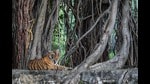 In this photograph taken on October 1, 2024, a tiger rests under a tree at the Ranthambore National Park in Sawai Madhopur district of India's Rajasthan state. (Photo by Peter MARTELL / AFP) (AFP)