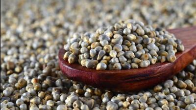 Bajra, also known as pearl millet. (Getty Images/iStockphoto) Bajra, also known as pearl millet. (Getty Images/iStockphoto)