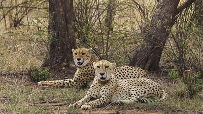 Cheetahs at Kuno National Park (KNP) in Madhya Pradesh's Sheopur district. (PTI)