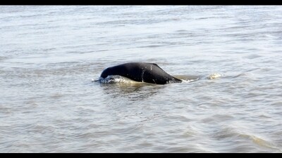 Gangetic dolphins are listed as an endangered species in the IUCN (International Union for Conservation of Nature) list. (Sourced) Gangetic dolphins are listed as an endangered species in the IUCN (International Union for Conservation of Nature) list. (Sourced)