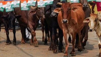 Uttar Pradesh Minister Sanjay Singh Gangwar claimed that lying in a cowshed and cleaning it could cure cancer, while stroking a cow’s back could lower blood pressure. (REUTERS/Bhawika Chhabra)