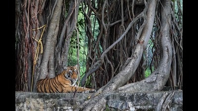 In this photograph taken on October 1, 2024, a tiger rests under a tree at the Ranthambore National Park in Sawai Madhopur district of India's Rajasthan state. (Photo by Peter MARTELL / AFP) (AFP) In this photograph taken on October 1, 2024, a tiger rests under a tree at the Ranthambore National Park in Sawai Madhopur district of India's Rajasthan state. (Photo by Peter MARTELL / AFP) (AFP)