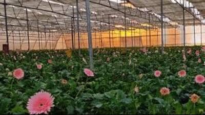 The number of flower growers in Kangra has dwindled in recent years but the numbers have again started to increase. (HT File) The number of flower growers in Kangra has dwindled in recent years but the numbers have again started to increase. (HT File)