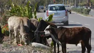 The BJP leader also said stroking a cow's back can lower blood pressure. The BJP leader also said stroking a cow's back can lower blood pressure.