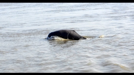 Gangetic dolphins are listed as an endangered species in the IUCN (International Union for Conservation of Nature) list. (Sourced)