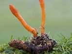 More than 750 species of cordyceps have been identified, of which at least 35 kinds have potential health benefits and medicinal properties. More than 750 species of cordyceps have been identified, of which at least 35 kinds have potential health benefits and medicinal properties.