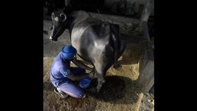 Emphasis on buffalo rearing in policy, a crucial component of Punjab’s dairy sector, valued for their higher fat content in milk is a timely course correction. Each buffalo can produce enough fat to contribute significantly to reducing India’s edible oil import bill, which stands at a whopping ₹50,000 crore annually. Fat also has a long shelf life, offering a buffer against market price fluctuations. (AFP File) Emphasis on buffalo rearing in policy, a crucial component of Punjab’s dairy sector, valued for their higher fat content in milk is a timely course correction. Each buffalo can produce enough fat to contribute significantly to reducing India’s edible oil import bill, which stands at a whopping ₹50,000 crore annually. Fat also has a long shelf life, offering a buffer against market price fluctuations. (AFP File)