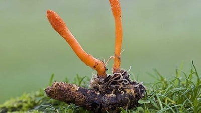 More than 750 species of cordyceps have been identified, of which at least 35 kinds have potential health benefits and medicinal properties. More than 750 species of cordyceps have been identified, of which at least 35 kinds have potential health benefits and medicinal properties.