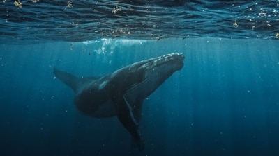 Visitors at a Chinese aquarium discovered the "giant shark" was a robot, sparking outrage. (Representative image) (Unsplash) Visitors at a Chinese aquarium discovered the "giant shark" was a robot, sparking outrage. (Representative image) (Unsplash)