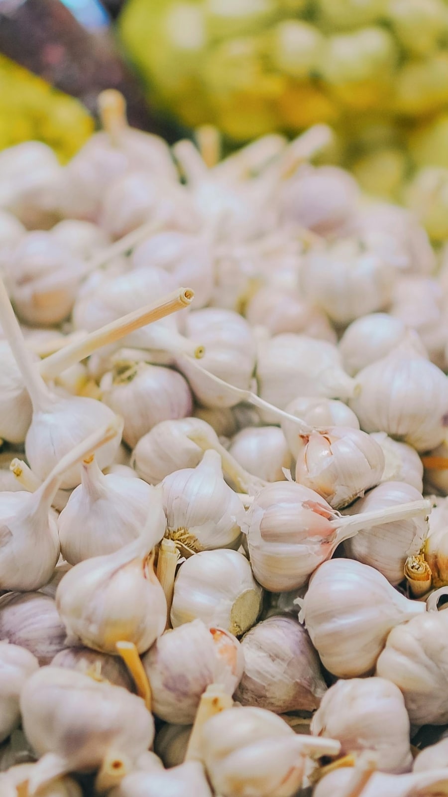 garlic