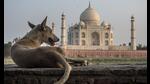 Two Indian wonders in one picture (Shutterstock)