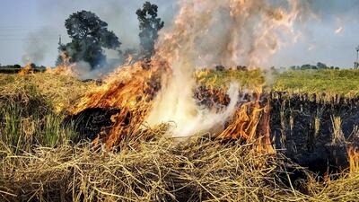 Amritsar: Paddy stubble being burnt after harvesting on the outskirts of Amritsar on October 11 (PTI FILE) Amritsar: Paddy stubble being burnt after harvesting on the outskirts of Amritsar on October 11 (PTI FILE)