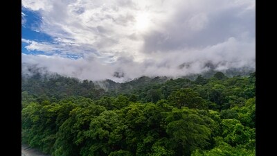 Due to the mega-infrastructure project, we stand to lose at least three million trees at a minimum; most likely much more (Shutterstock) Due to the mega-infrastructure project, we stand to lose at least three million trees at a minimum; most likely much more (Shutterstock)