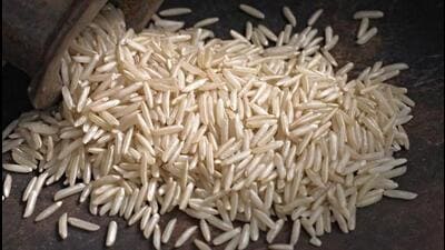 Of about 5,500 rice millers in the state, only 10% have agreed to shell the PR126 variety rice. (HT File) Of about 5,500 rice millers in the state, only 10% have agreed to shell the PR126 variety rice. (HT File)