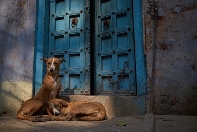 Opening doors for dogs. (Shutterstock) Opening doors for dogs. (Shutterstock)