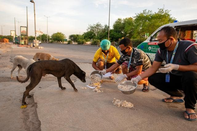 Feeding street dogs during the lockdown. (Shutterstock) Feeding street dogs during the lockdown. (Shutterstock)