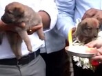 BBMP officials were seen performing aarti and placing garlands on puppies.