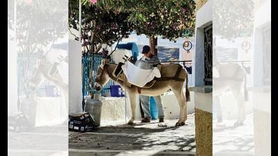 On the small island of Kea, donkey delivery still thrives (VIR SANGHVI) On the small island of Kea, donkey delivery still thrives (VIR SANGHVI)