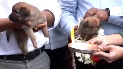 BBMP officials were seen performing aarti and placing garlands on puppies. (X/ANI) BBMP officials were seen performing aarti and placing garlands on puppies. (X/ANI)