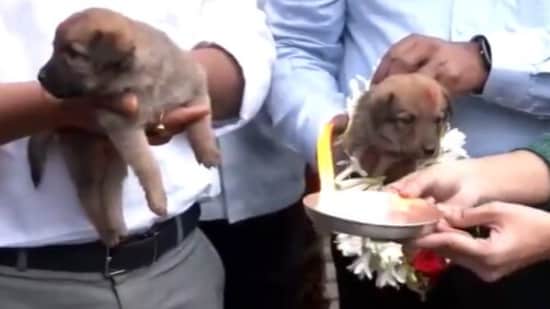 BBMP officials were seen performing aarti and placing garlands on puppies. (X/ANI)