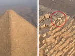 What happened to the dog that climbed a pyramid in Egypt?