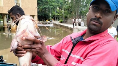 Residents discovered fish in a flooded basement during heavy rains in Bengaluru's Yelahanka area. (X/@dp_satish) Residents discovered fish in a flooded basement during heavy rains in Bengaluru's Yelahanka area. (X/@dp_satish)