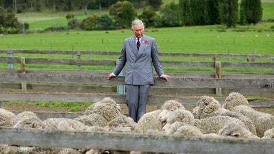 During the 2012 visit, Charles also paid a visit to Leenavale Sheep Stud in Sorell, Tasmania (Chris Radburn/PA) During the 2012 visit, Charles also paid a visit to Leenavale Sheep Stud in Sorell, Tasmania (Chris Radburn/PA)