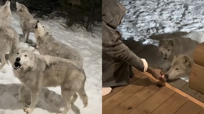 A couple in Canada celebrated a birthday, encountering nine howling wolves near their cabin. (X/@unlimited_ls) A couple in Canada celebrated a birthday, encountering nine howling wolves near their cabin. (X/@unlimited_ls)