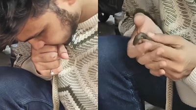 Wildlife rescuer revived a lifeless snake in Vadodara by performing CPR, saving its life. (X/@MyVadodara) Wildlife rescuer revived a lifeless snake in Vadodara by performing CPR, saving its life. (X/@MyVadodara)