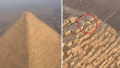 What happened to the dog that climbed a pyramid in Egypt? (Instagram/@marshallmosher) What happened to the dog that climbed a pyramid in Egypt? (Instagram/@marshallmosher)