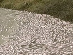 Videos on X showed thousands of dead fish inside Bengaluru's Chikkanagamangala lake. 