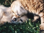 A café in China sought cat employees, sparking a trend of pets earning "snack money" at cafes.






