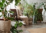 Indoor plants can help purify the air and improve respiratory health amidst the rising AQI in the Delhi NCR region.(Photo: Shutterstock)