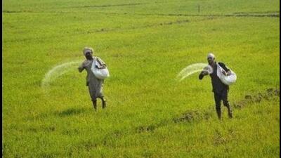 As of October 12, Punjab has a supply of 2.12-lakh-tonne DAP against the rabi-sowing season’s requirement of 5.5 lakh tonne. (HT File) As of October 12, Punjab has a supply of 2.12-lakh-tonne DAP against the rabi-sowing season’s requirement of 5.5 lakh tonne. (HT File)