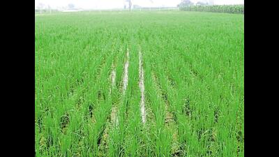 Ludhiana deputy commissioner Jitendra Jorwal also appealed to farmers to restrain from burning paddy straw, which causes major environmental hazards. (HT Photo)
